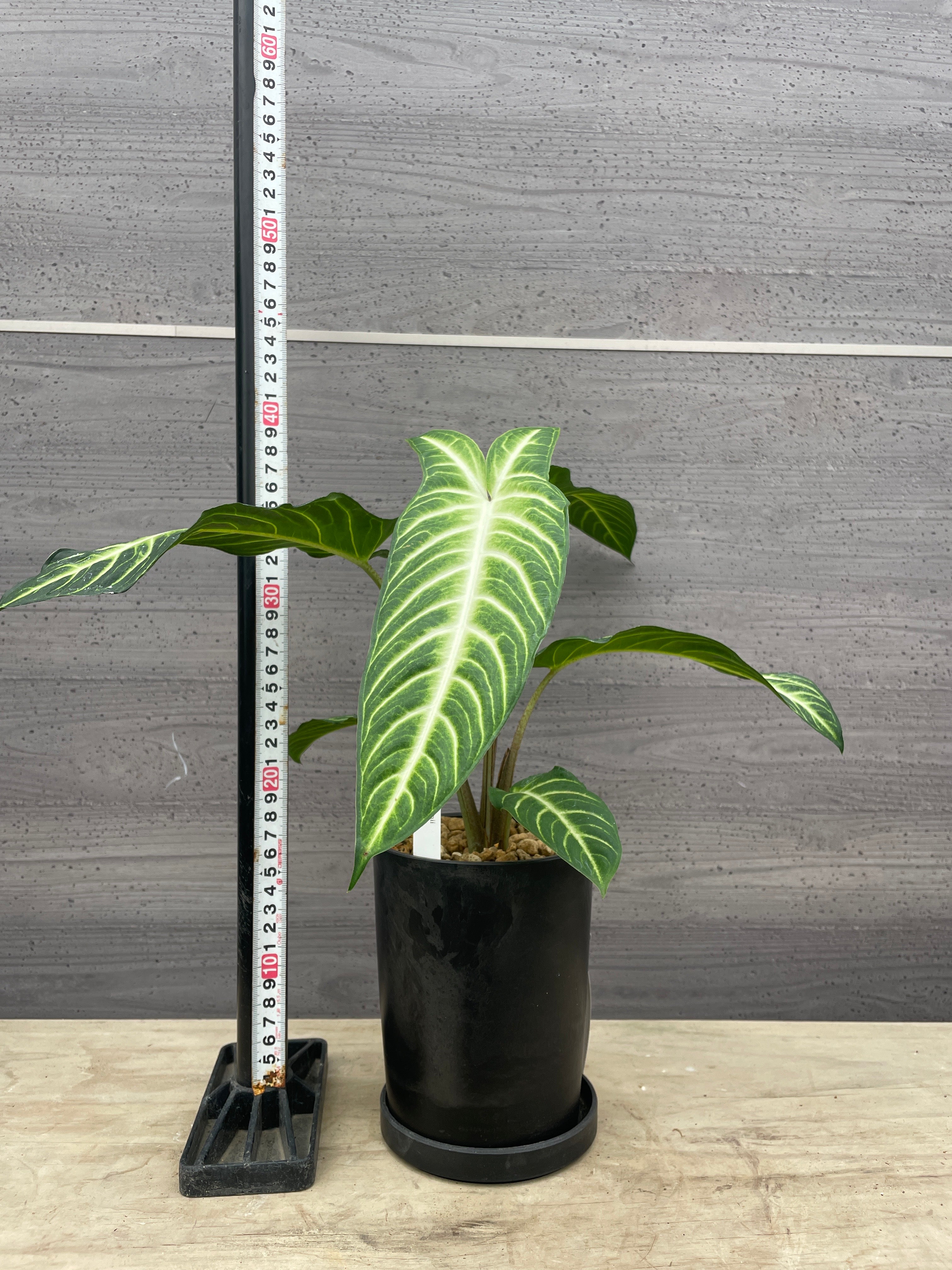 Pickup 全ての商品 – 植物家族