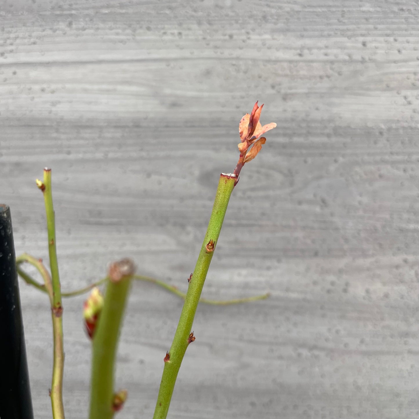 ブルーベリー（ラビットアイ系）2種混合植え　5号鉢