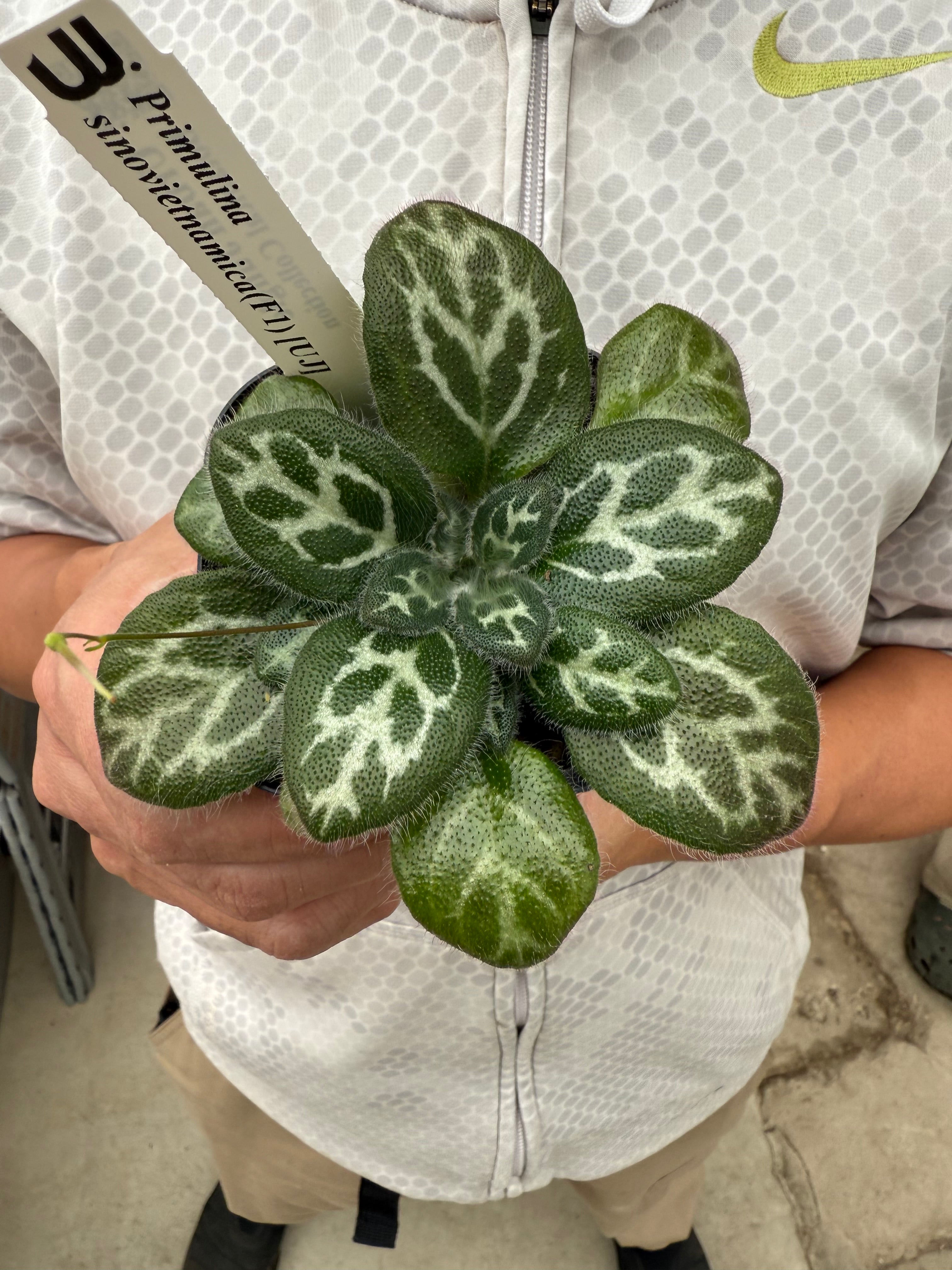 Pickup 全ての商品 – 植物家族