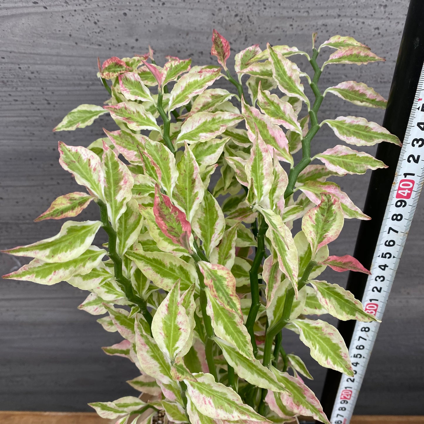 市場仕入れ即売会　No.25016　ペディランサス　5号鉢