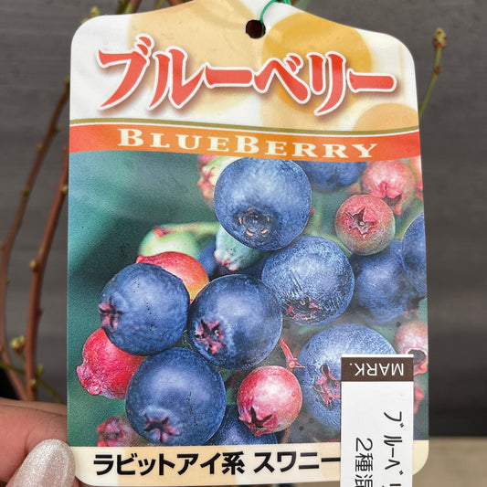 ブルーベリー(ラビットアイ系)2種混合植え 5号鉢