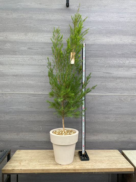 __noon__25様売約★メディカルティーツリー オリジナルポット