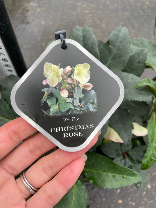 M52　クリスマスローズ　マーロン　5号鉢