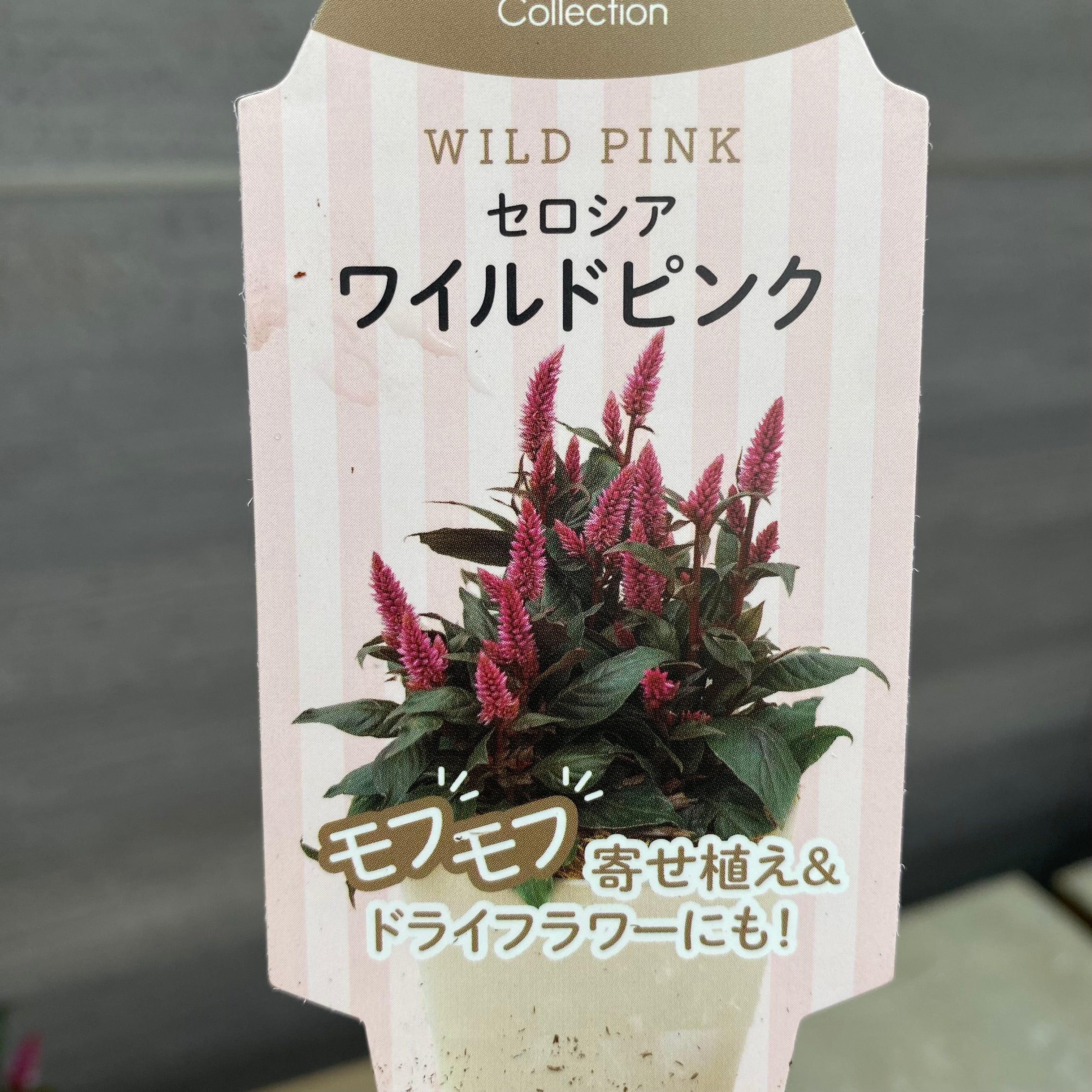 鳳花出品 2025年 数量限定】京都小鉢（ミニ盆栽）京桜シリーズ おむろ盆桜