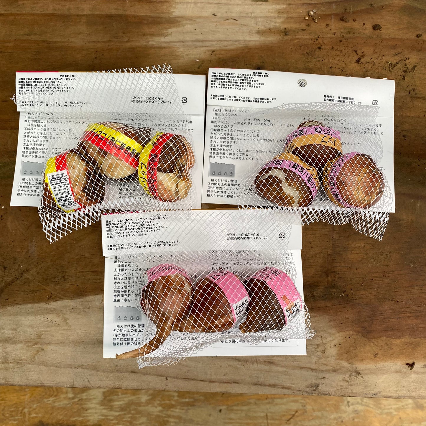 市場仕入れ即売会　No.25093　チューリップ球根　ディスコ/ブリスベン/カバナ　3種セット