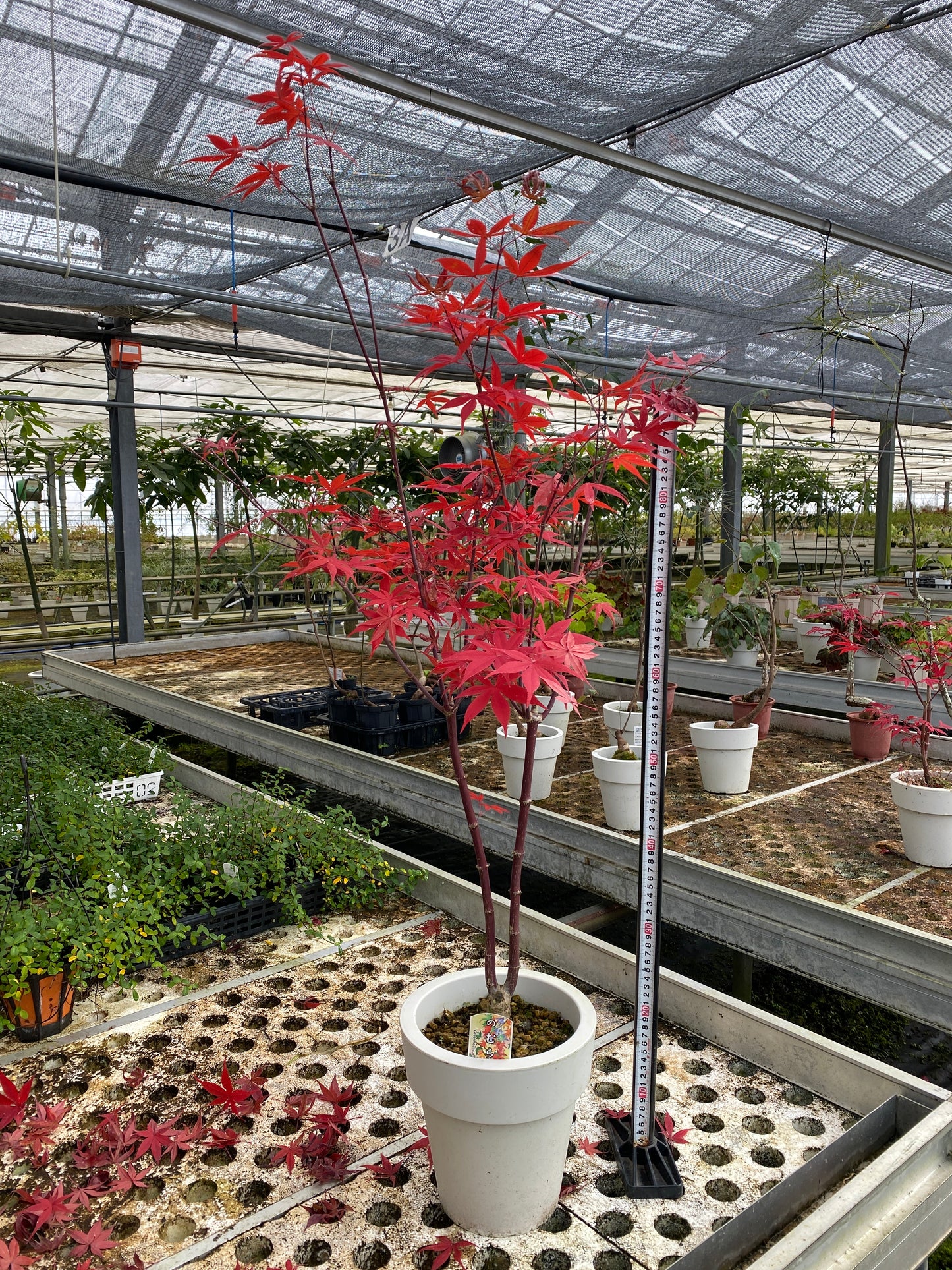 農場創業祭 No.26141　もみじ　のむら