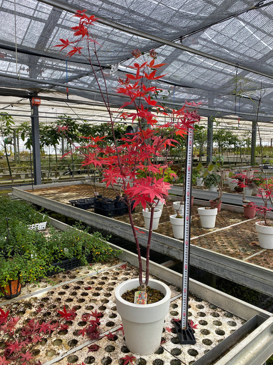 農場創業祭 No.26141　もみじ　のむら