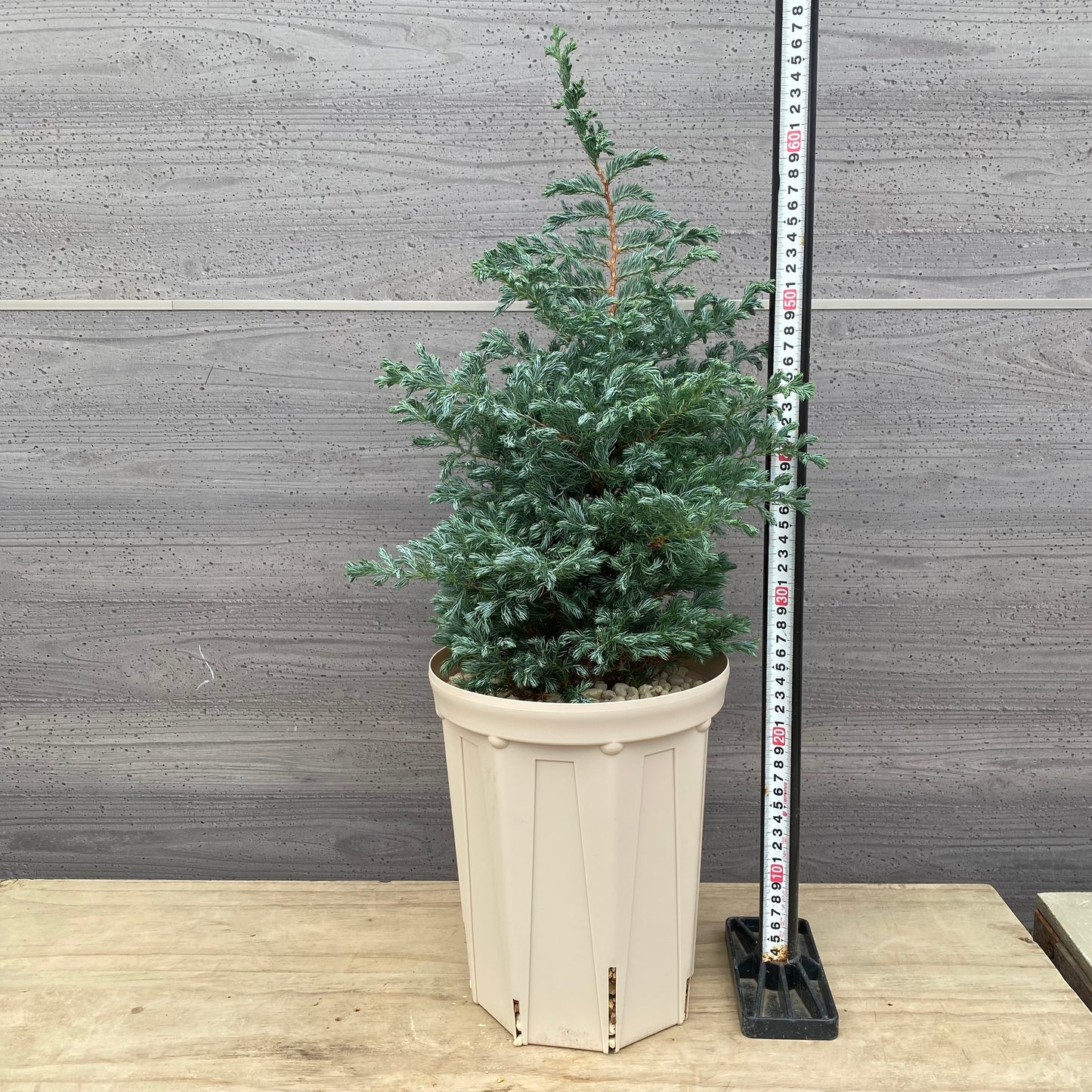 サワラ　ボールバード　7号スリット鉢/オリジナル色