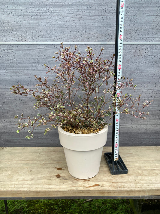 ロフォミルタス マジックドラゴン 6号オリジナルポット