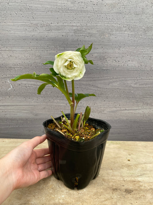 No.05100　横山園芸★クリスマスローズ　プリマドレス　5号苗ポット