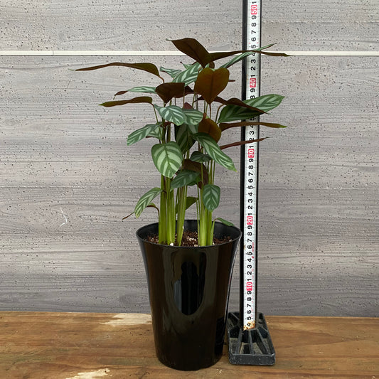 市場仕入れ即売会 No.25037 カラテア セトサ 5号鉢