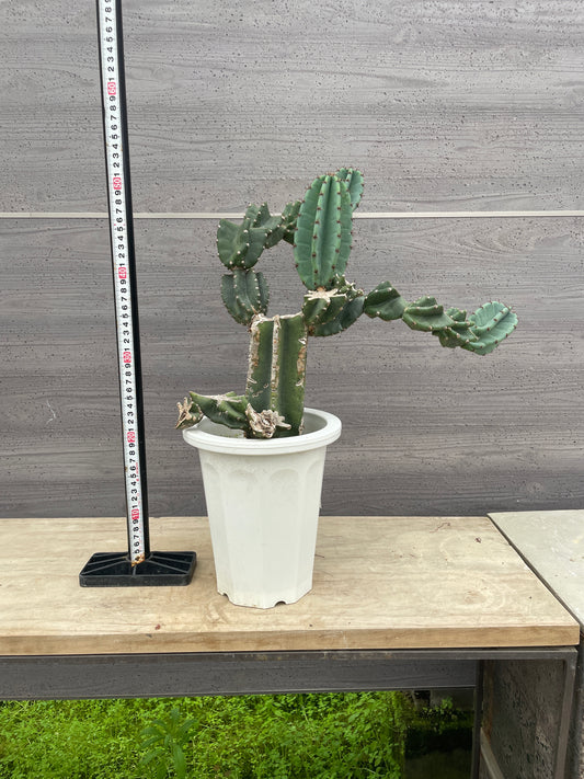 No.17005　サボテン　6号鉢