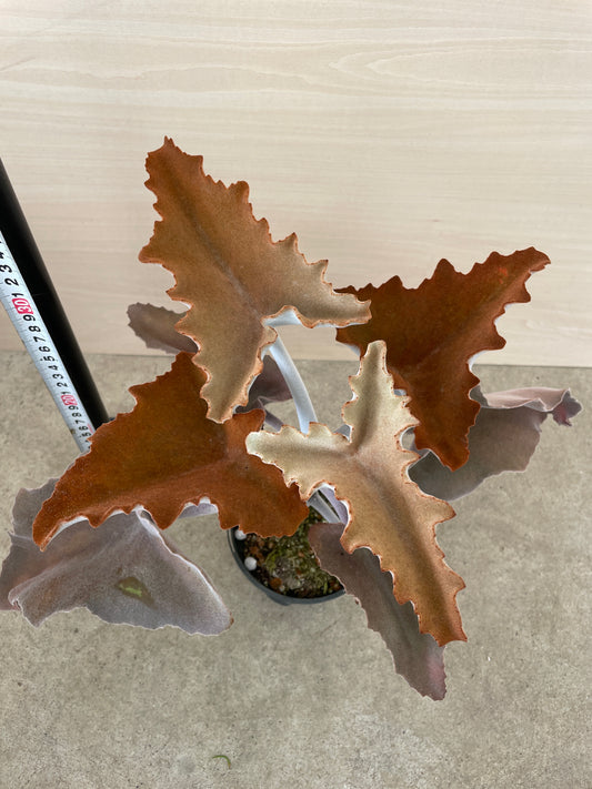 No.26034　カランコエ　ベハレンシス　4号鉢