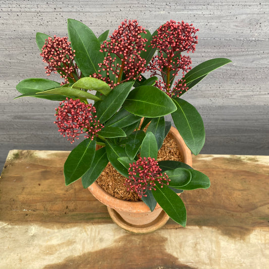 スキミア　ルベラ　キューガーデンポットレッド