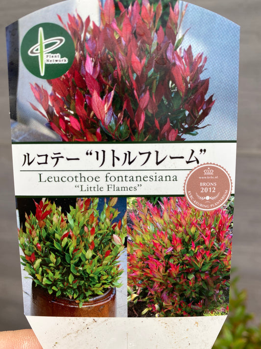 ルコテー リトルフレーム 6号スリット鉢/オリジナル色