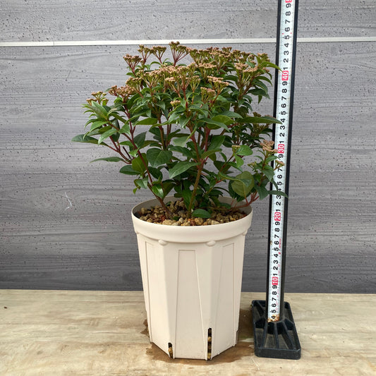 ビバーナムティヌス　６号スリット鉢/オリジナル色