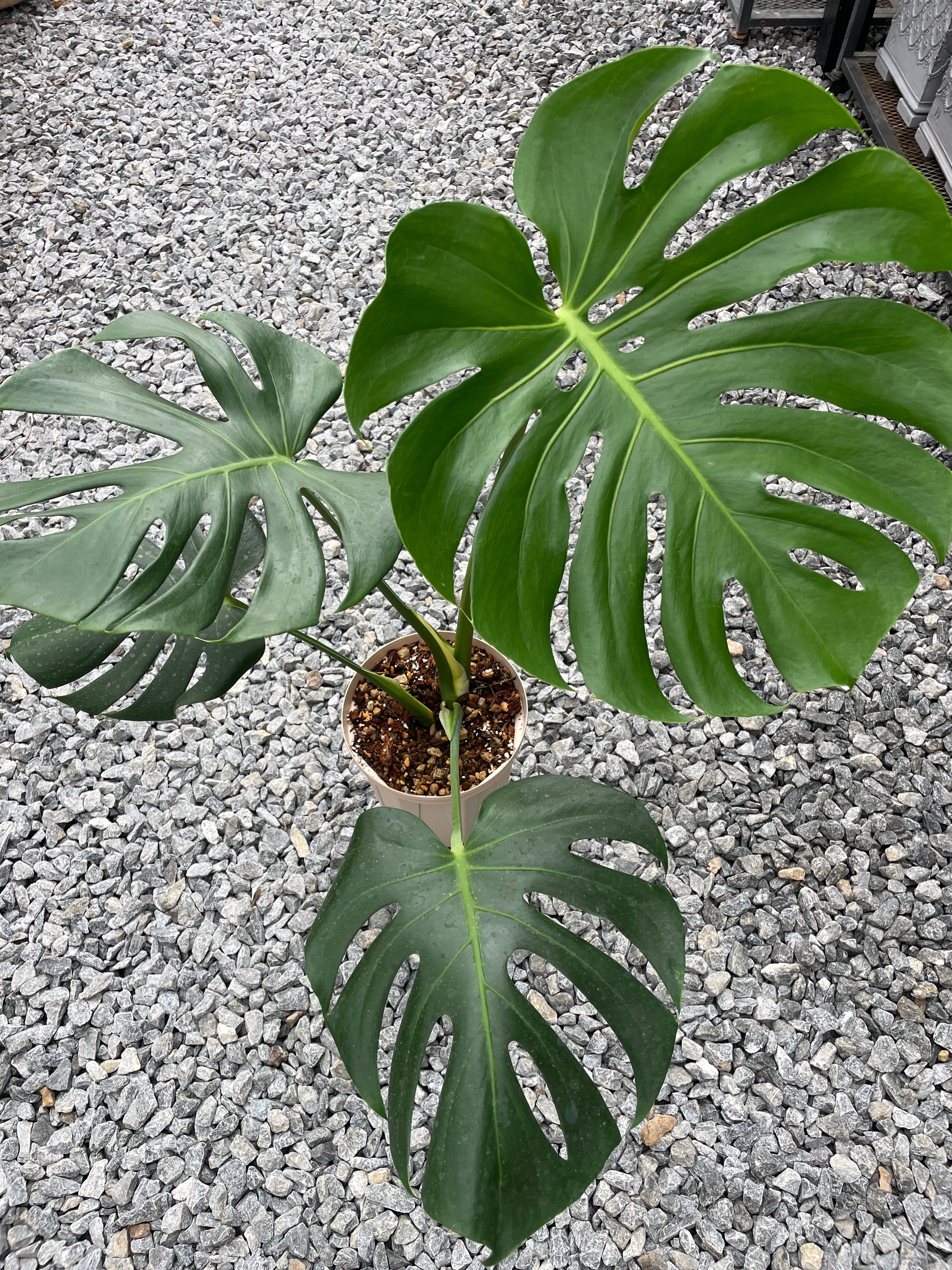 No.30013 モンステラ 6号鉢 – 植物家族
