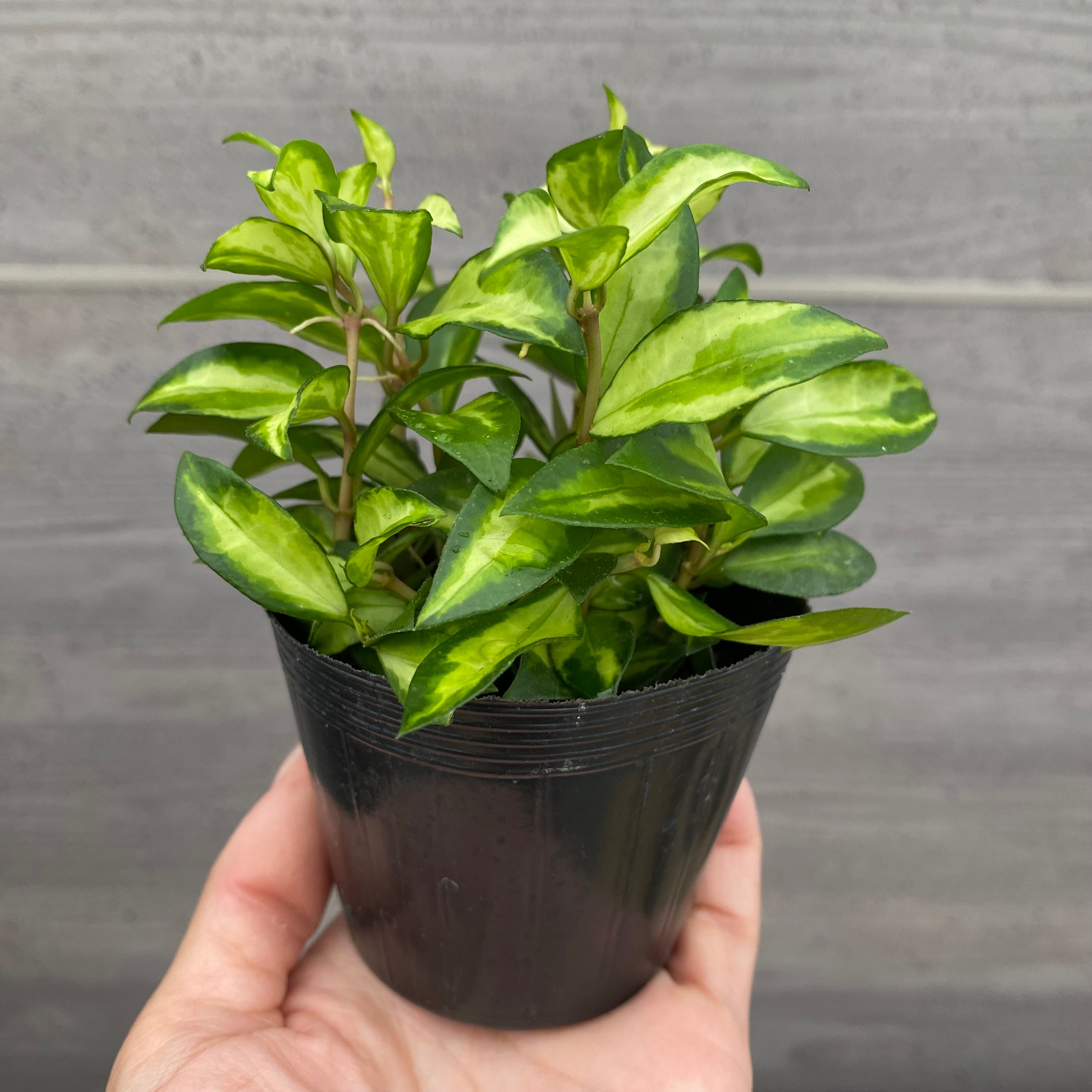 その他観葉植物 user_1242a77b Amazon｜フラワーコーポレーション パキラ 発財樹 カイエン