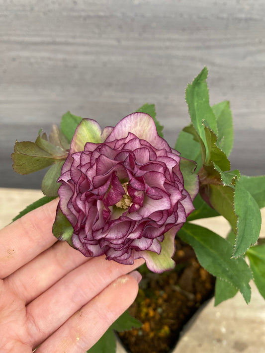 No.05128　横山園芸★クリスマスローズ　プリマドレス　5号苗ポット