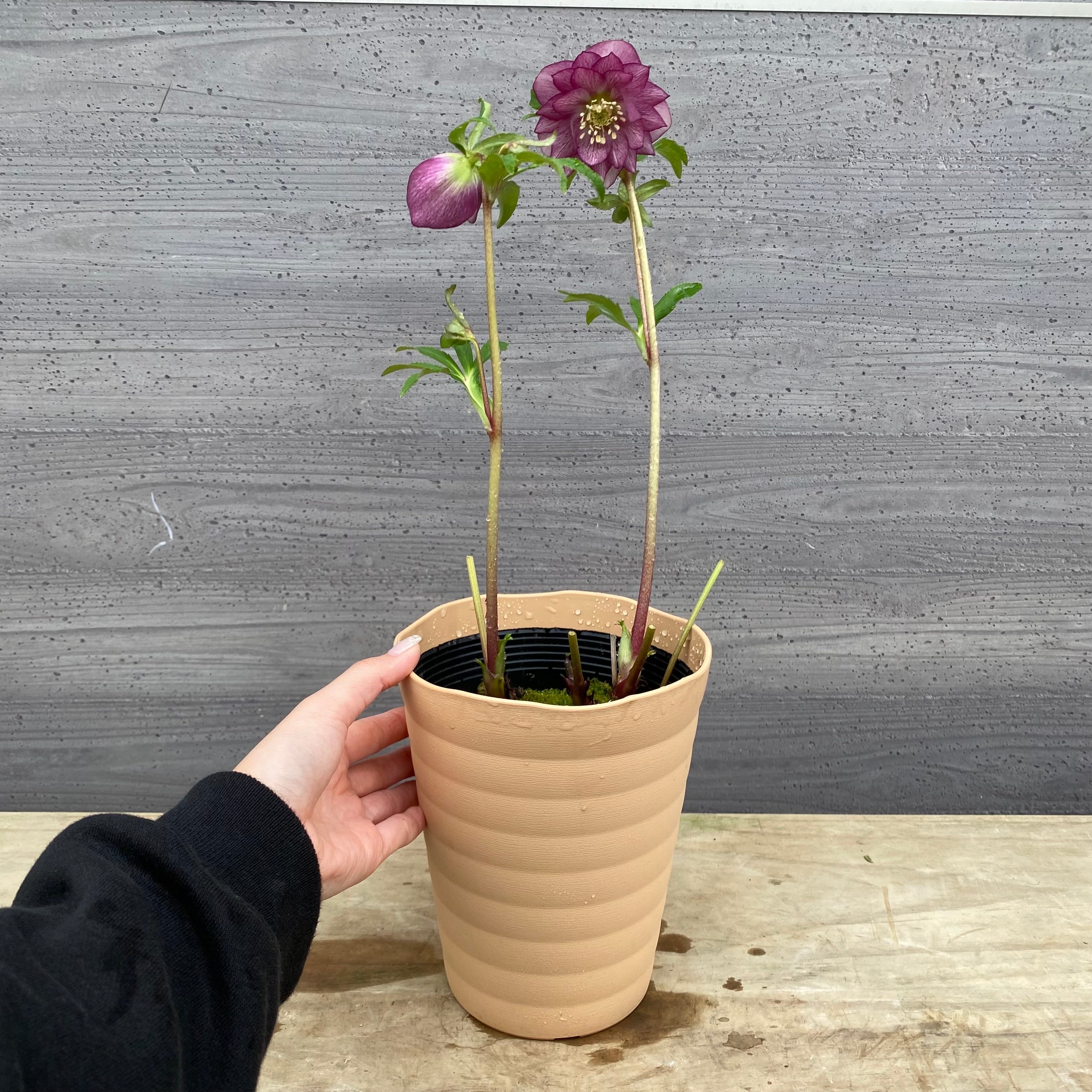 即売会 No.27065 クリスマスローズ ダブル咲き 5号鉢 – 植物家族