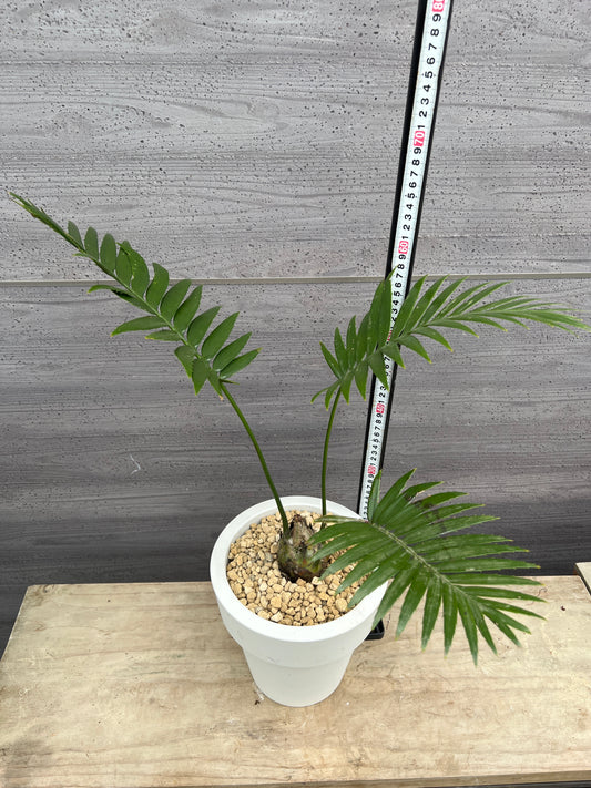 社長植栽★ソテツ　ディオーン　7号おすすめ白ポット