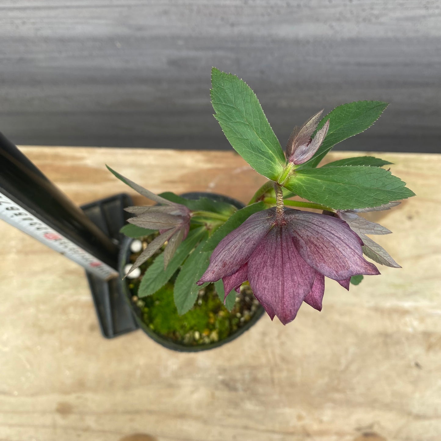 No.09044　クリスマスローズ06　4号苗ポット