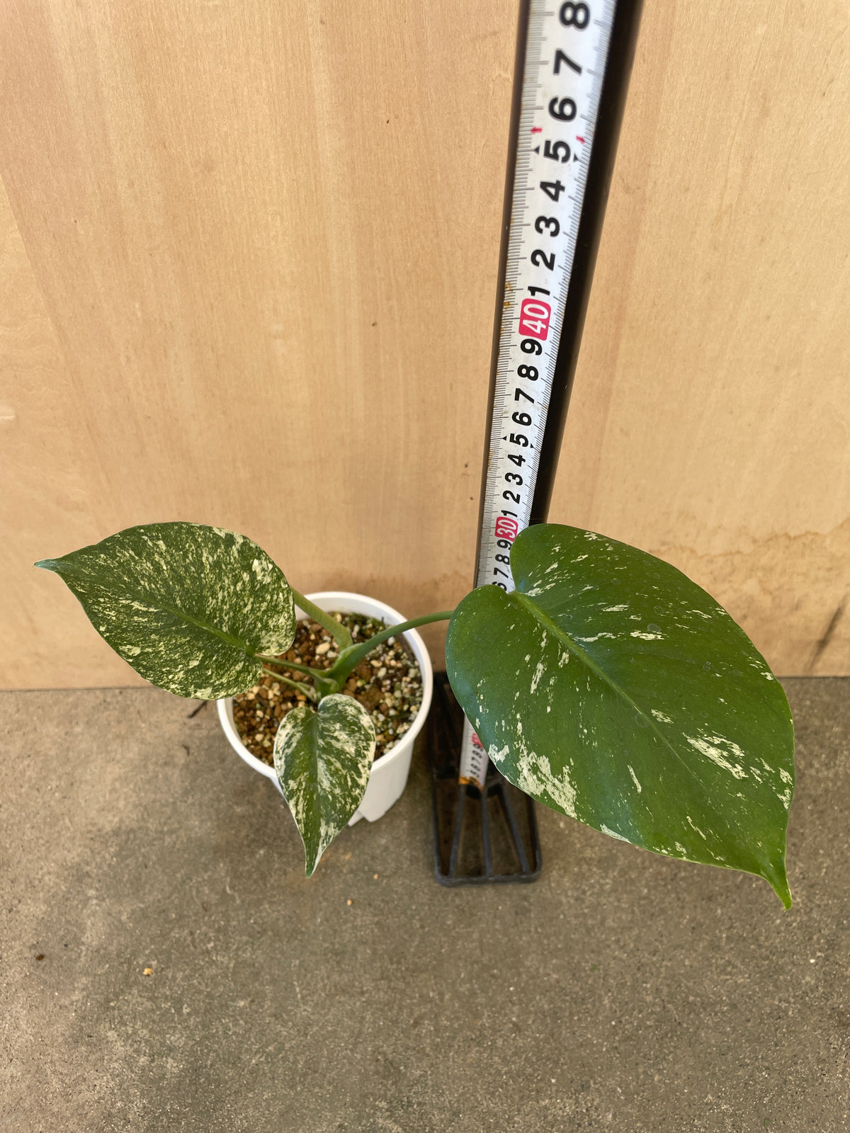 モンステラ　ミント　4号鉢　植え替え済み