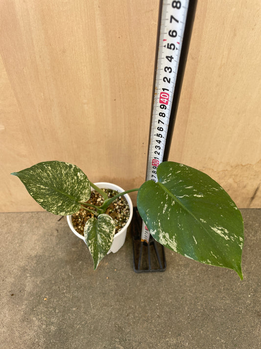 モンステラ　ミント　4号鉢　植え替え済み
