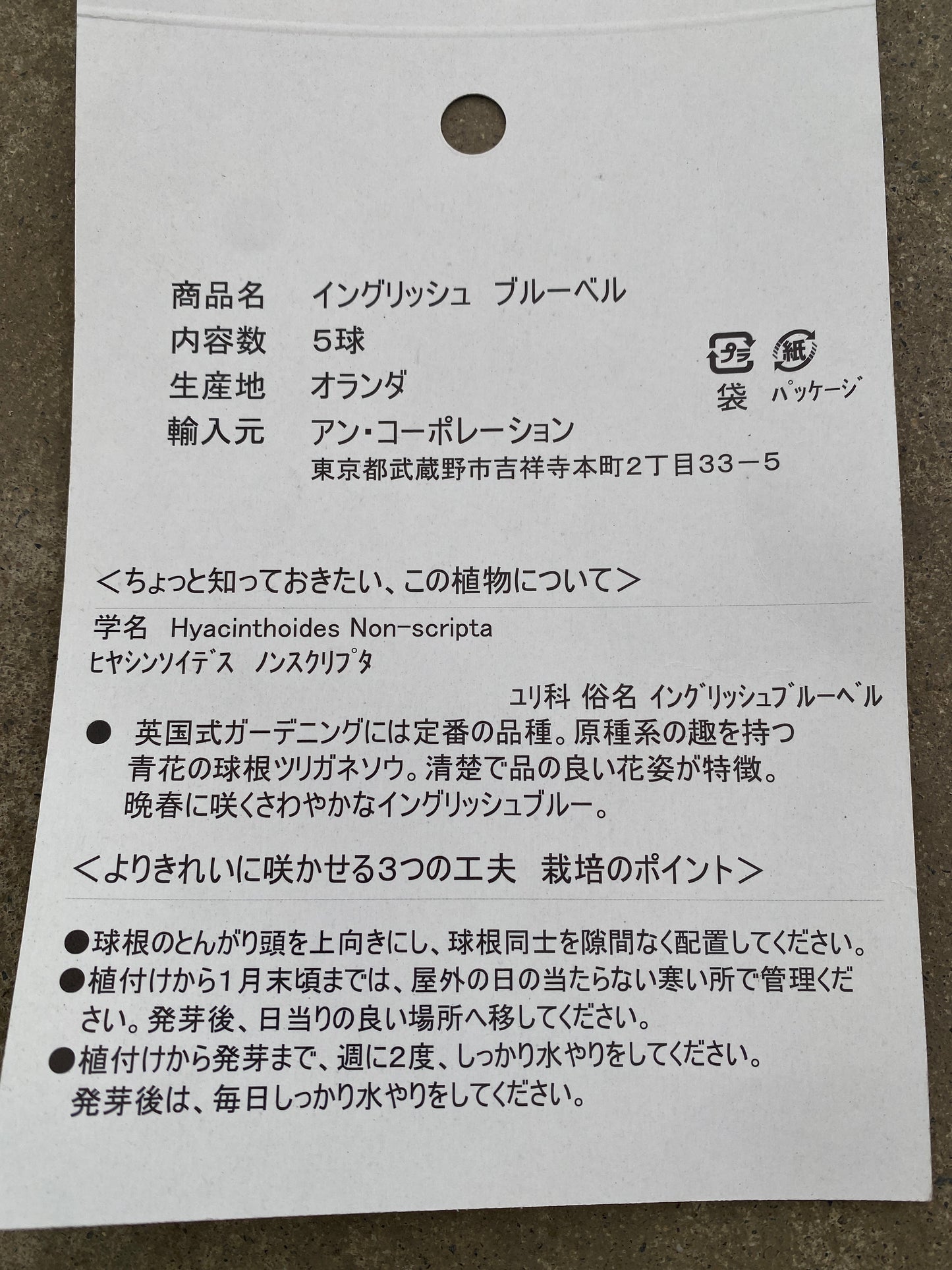 No.21001　球根　イングリッシュブルーベル　10球セット