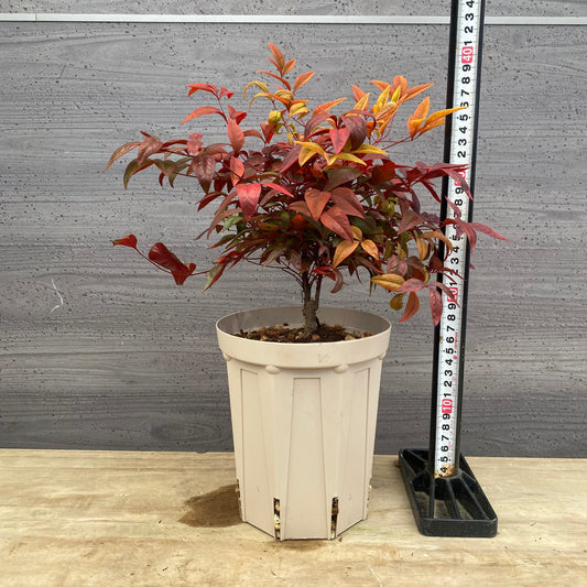 オタフクナンテン　5号スリット鉢/オリジナル色