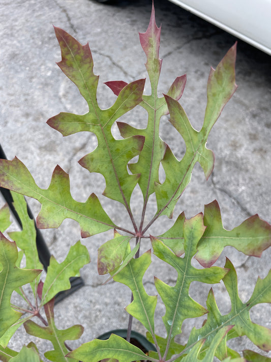 No.26024　クッソニア　バニクラータ　7号鉢