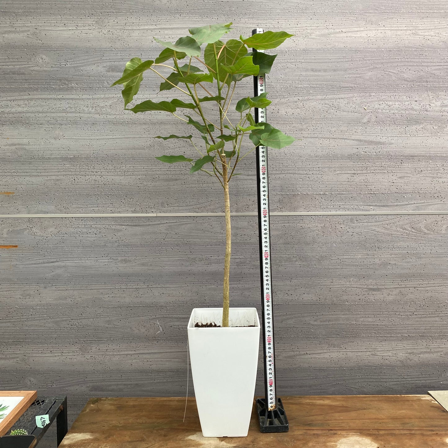 市場仕入れ即売会　No.25067　フィカス　ペティオラリス　7号鉢