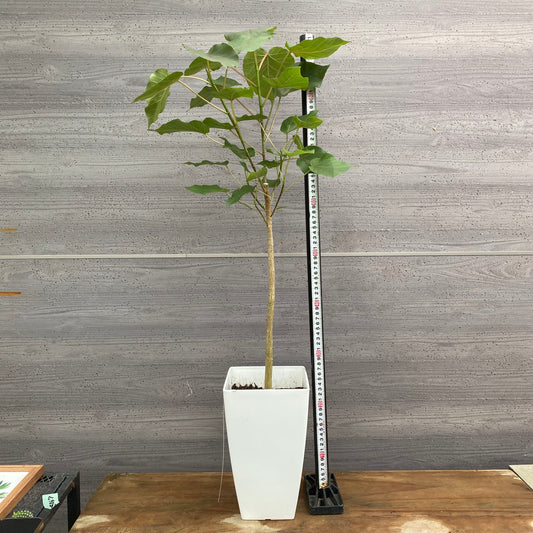 市場仕入れ即売会　No.25067　フィカス　ペティオラリス　7号鉢