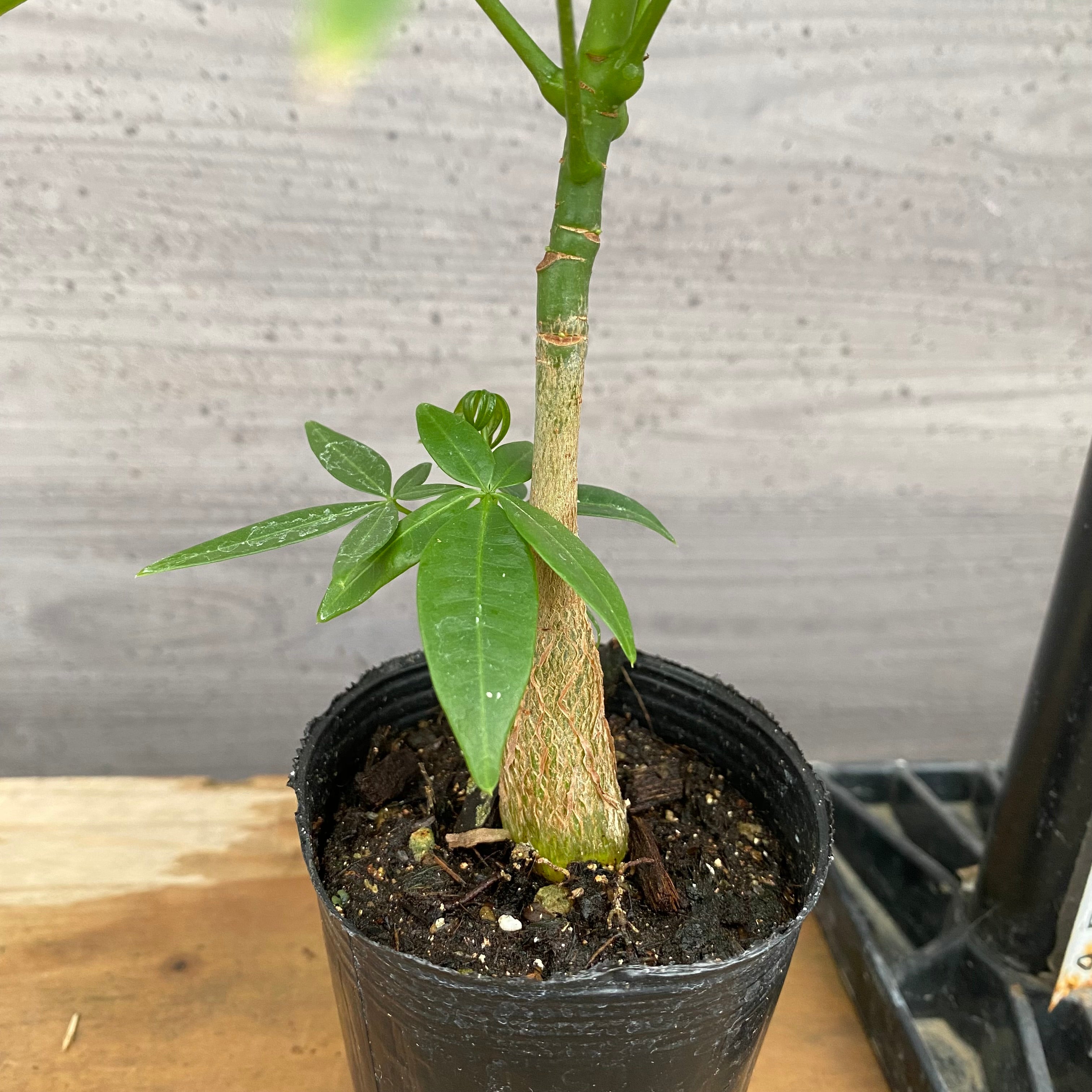 市場仕入れ即売会 No.25017 実生パキラ 2号苗ポット – 植物家族