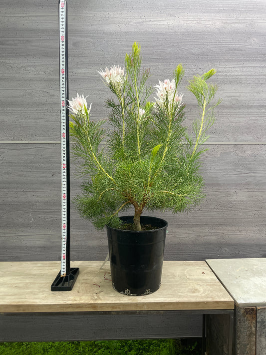 No.10009　セルリア　フロリダ　スパーブブラッシュ　7号鉢