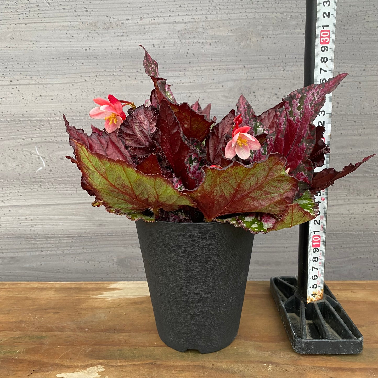 市場仕入れ即売会　No.25012　レックスベゴニア　エンバー　4号鉢