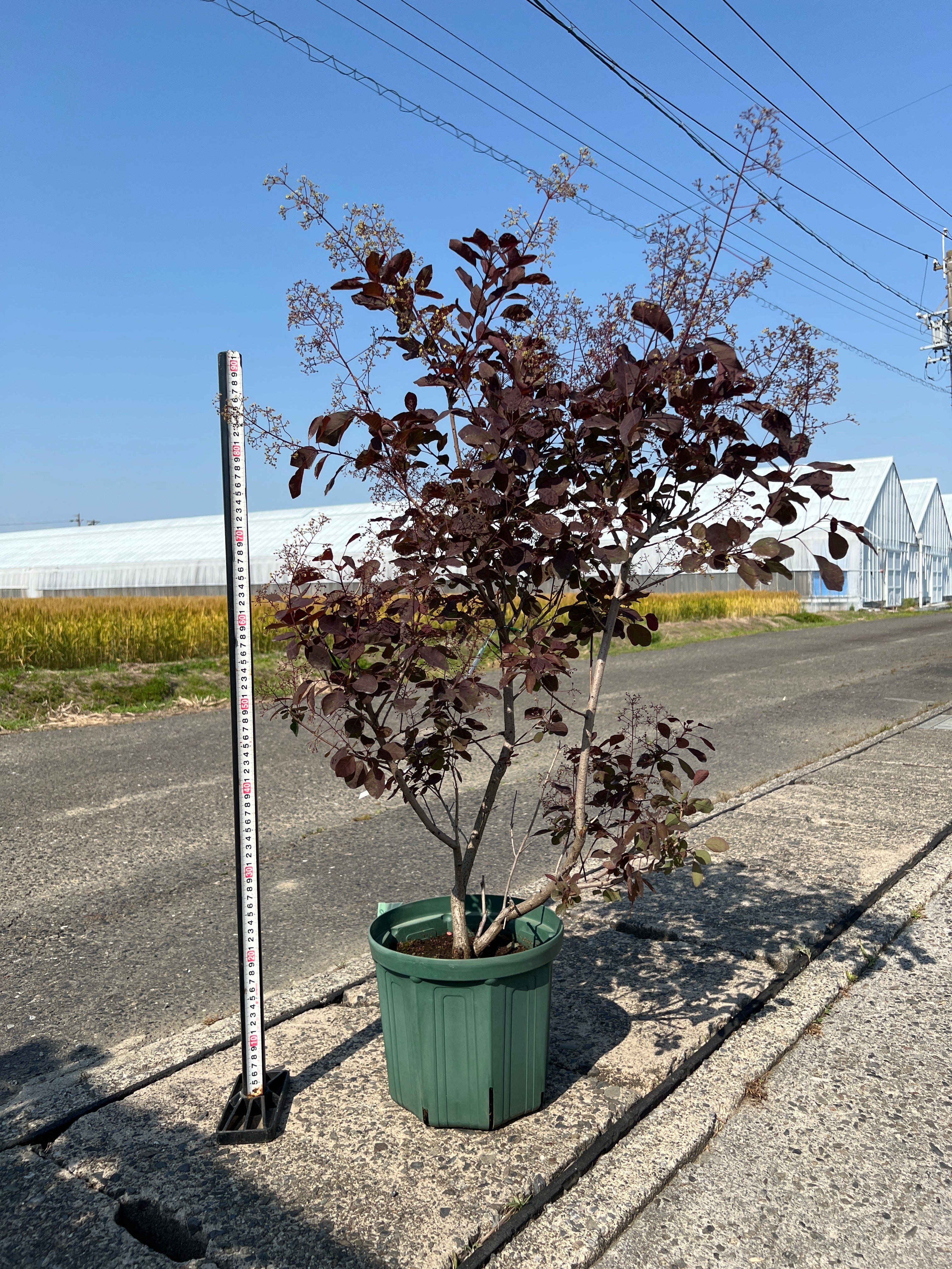 No.15019 岡本緑花 スモークツリー ダスキーメイデン 8号鉢 – 植物家族
