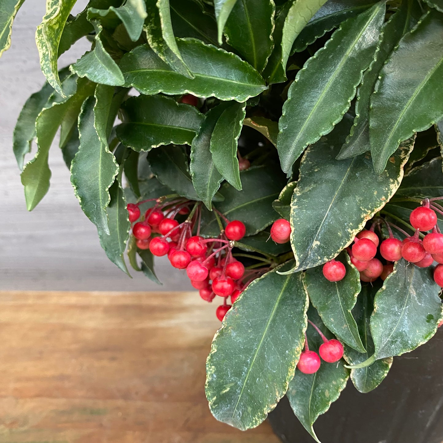 市場仕入れ即売会　No.25088　斑入り万両　曙大鵬　6号鉢