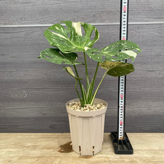 モンステラ 斑入り 5号スリット鉢/オリジナル色