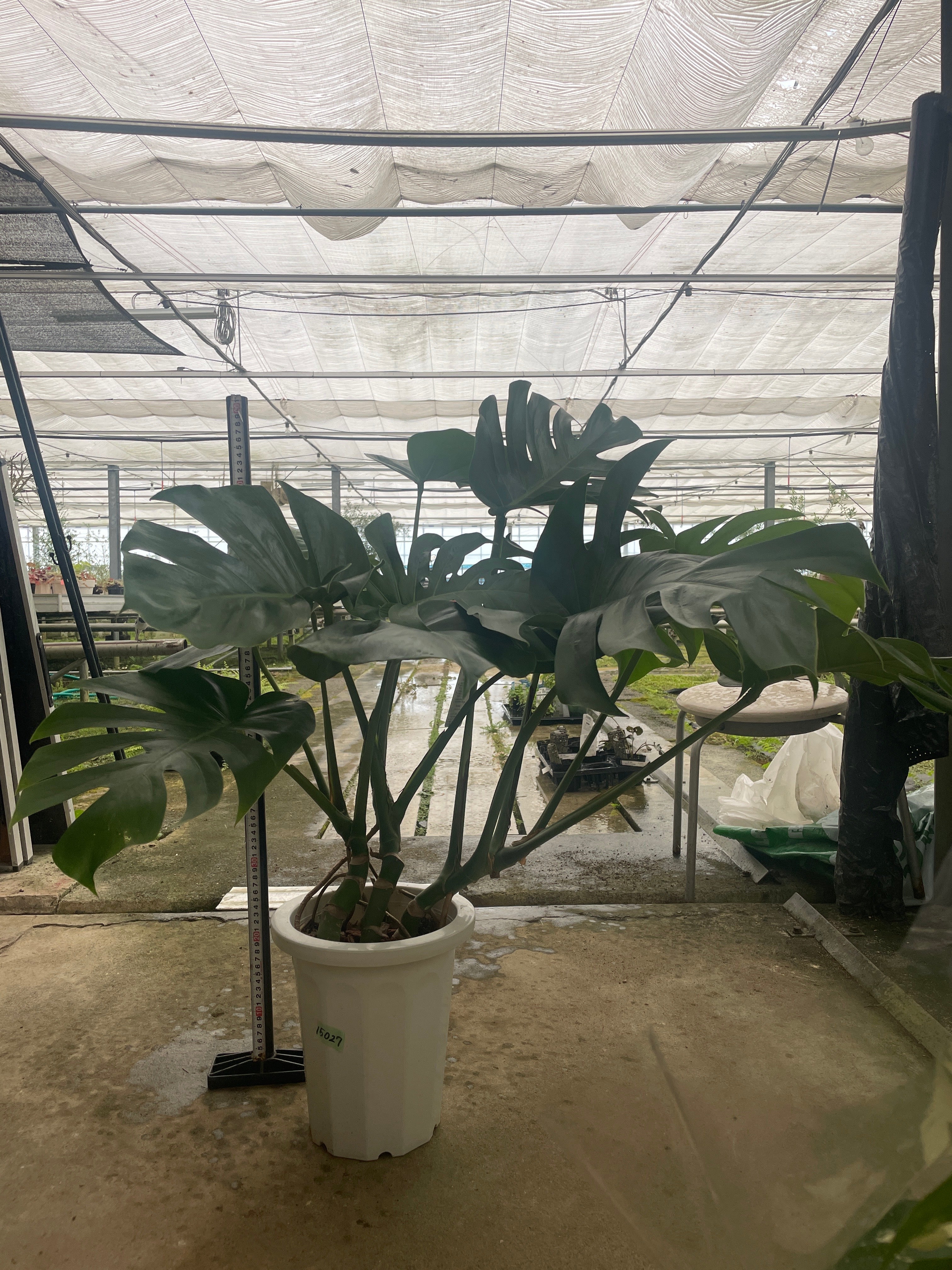 No.15027 モンステラ 7号鉢 – 植物家族