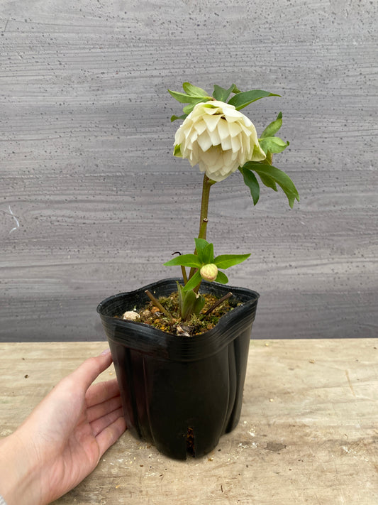 No.05133　横山園芸★クリスマスローズ　プリマドレス　5号苗ポット