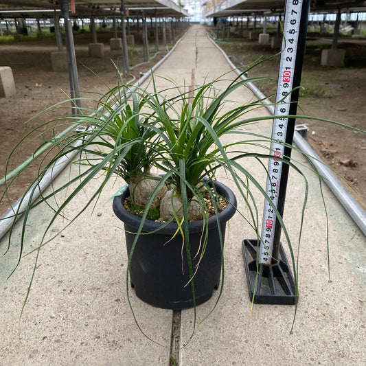 岐阜農場散策販売会 No.29055　ノリナ　3球入り　5号　菊鉢