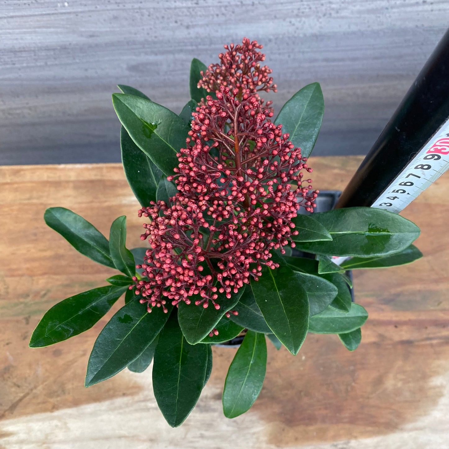 市場仕入れ即売会　No.25071　深山スキミア　ルベラ　3号鉢