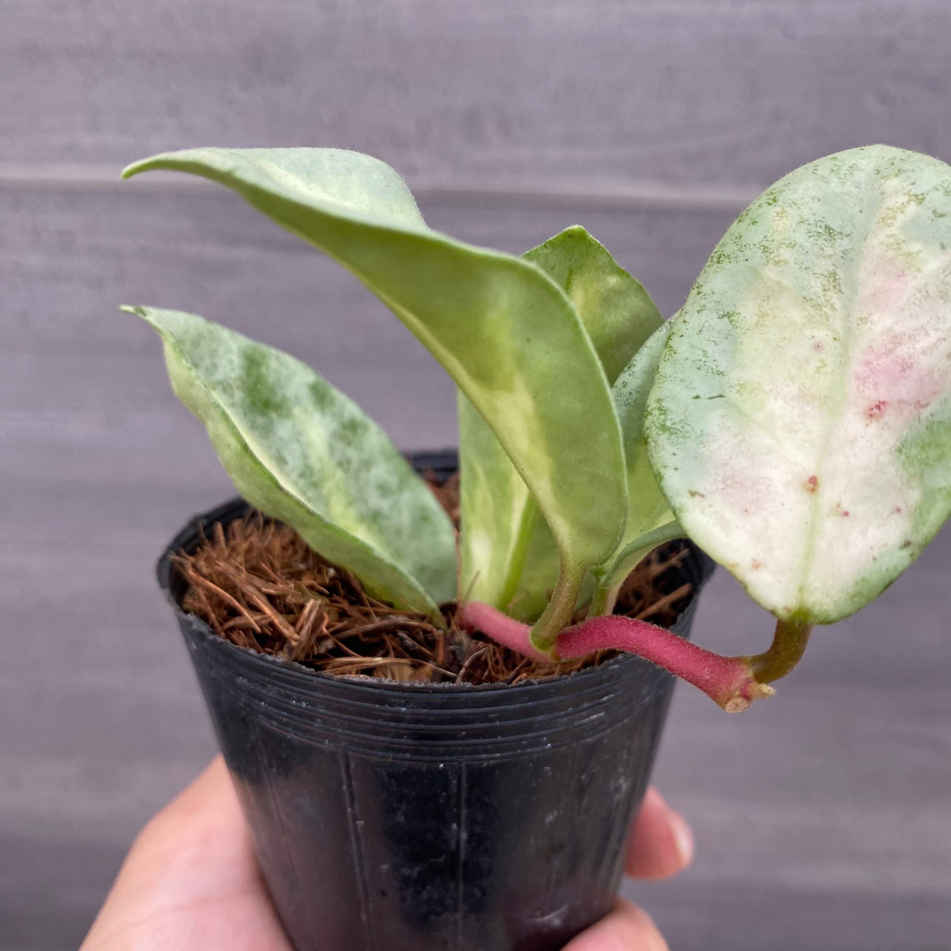 49 ホヤ　アルゲンティアプリンセス　斑入りホヤ　大人気品種　大株 Hoya argentea Princess ホヤ アルゲンティア プリンセス . 何色