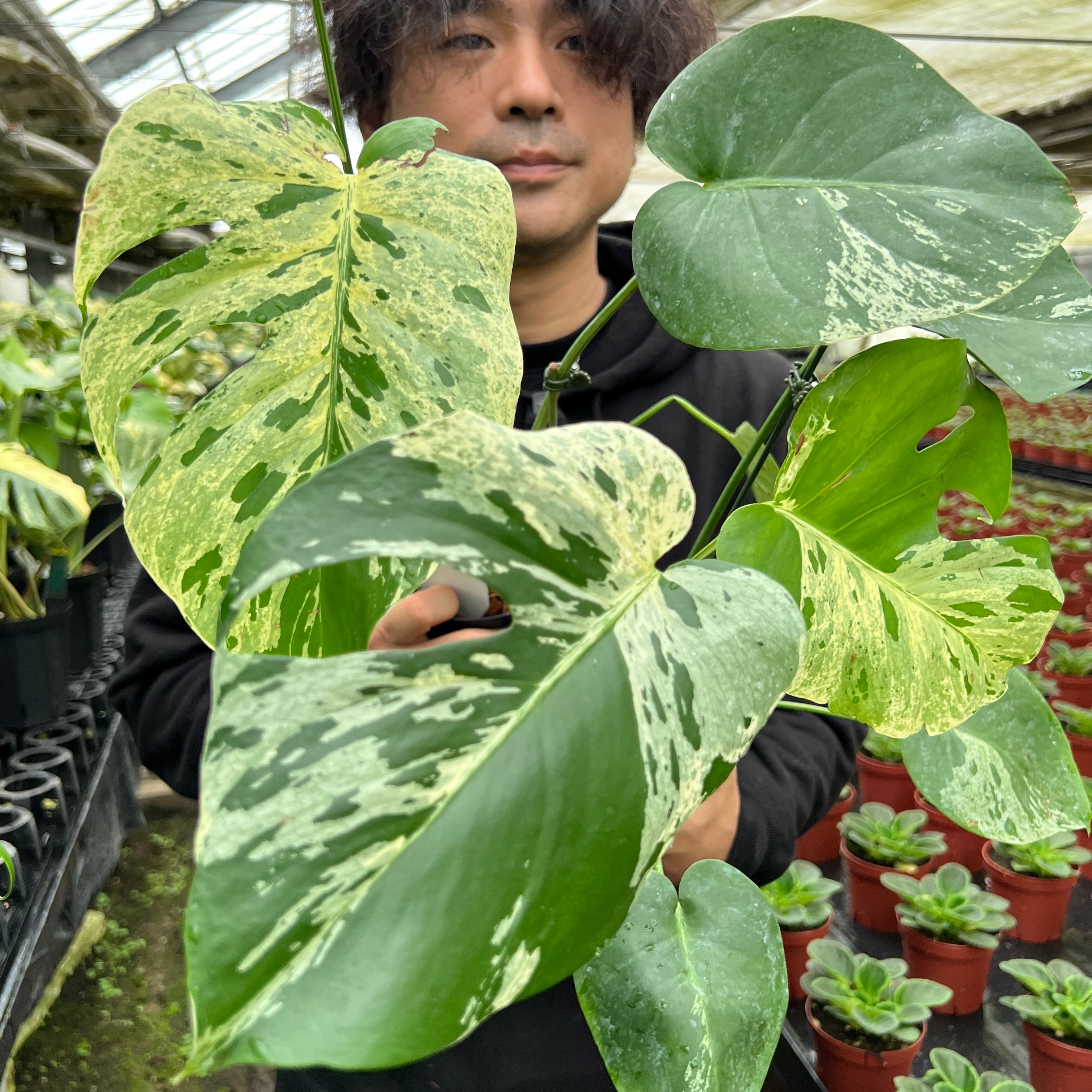URBAN JUNGLE特集☆U14 モンステラ バルボサ 4号鉢 – 植物家族