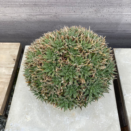アロエ　SMOKED PLANTER