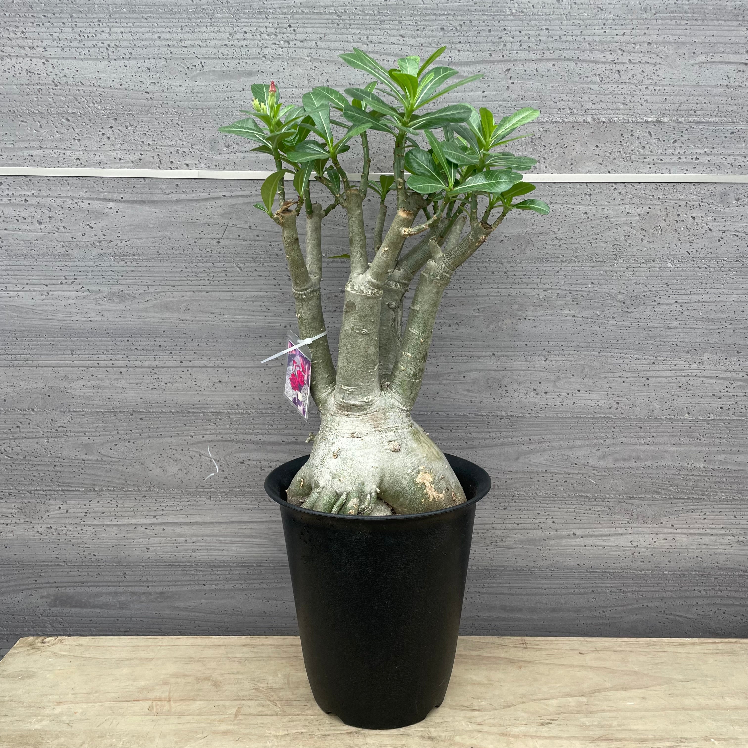 Pickup 全ての商品 – 植物家族