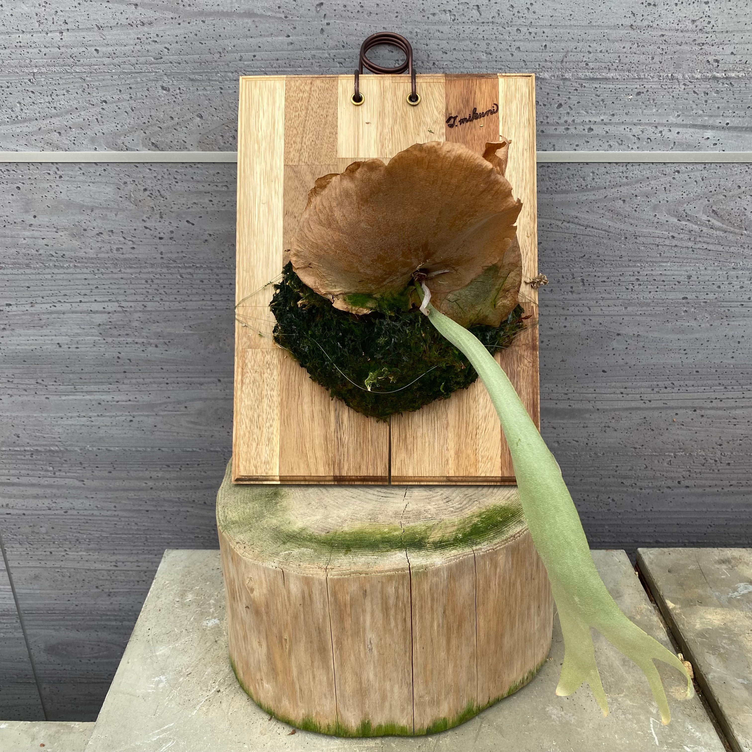 06016 ビカクシダ 板付け – 植物家族