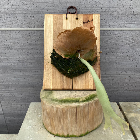 06016 ビカクシダ 板付け