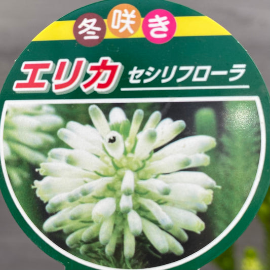 エリカ　セシリフローラ　6号オリジナルポット